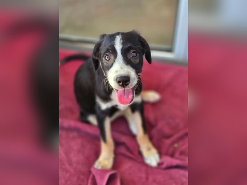 Scooby – kleiner Herzensbrecher ❤️