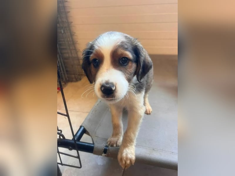Nala – mit kleinen Pfoten mitten ins Herz 