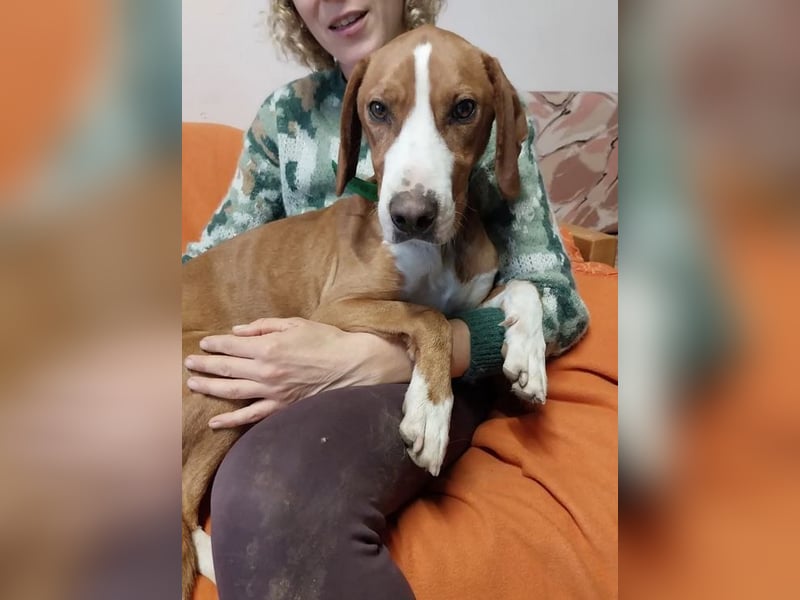 Freddy - ein aktiver und kluger Begleiter ❤️ Bereits auf PS in 58452 Witten, DE!