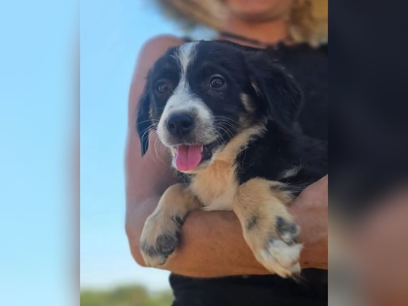 Scooby – kleiner Herzensbrecher ❤️
