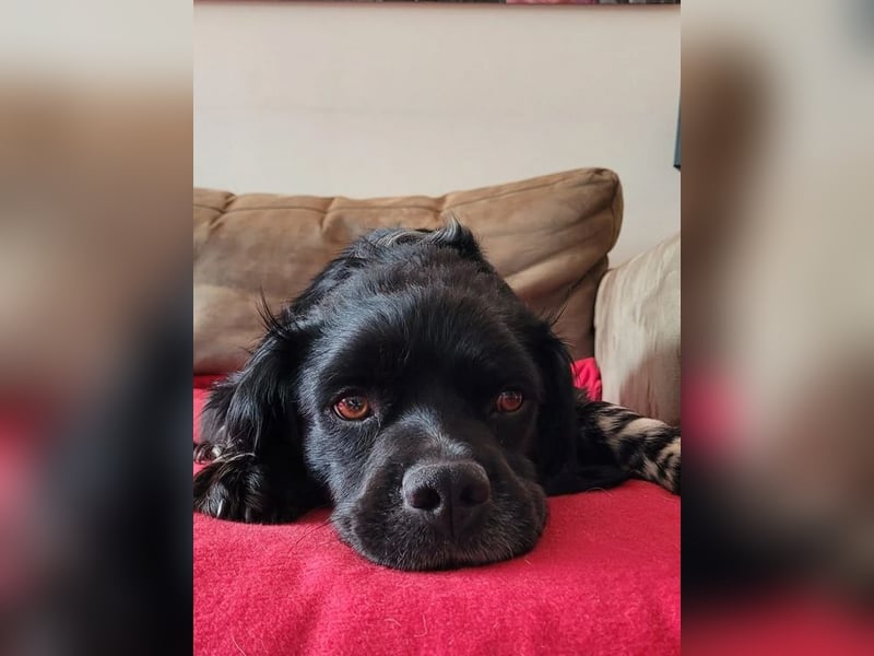 Brook – feiner Beobachter mit großem Herz, bereits auf PS in DE!