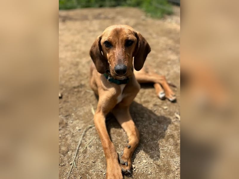 Missy – loyale Partnerin sucht ihre Lieblingsmenschen 