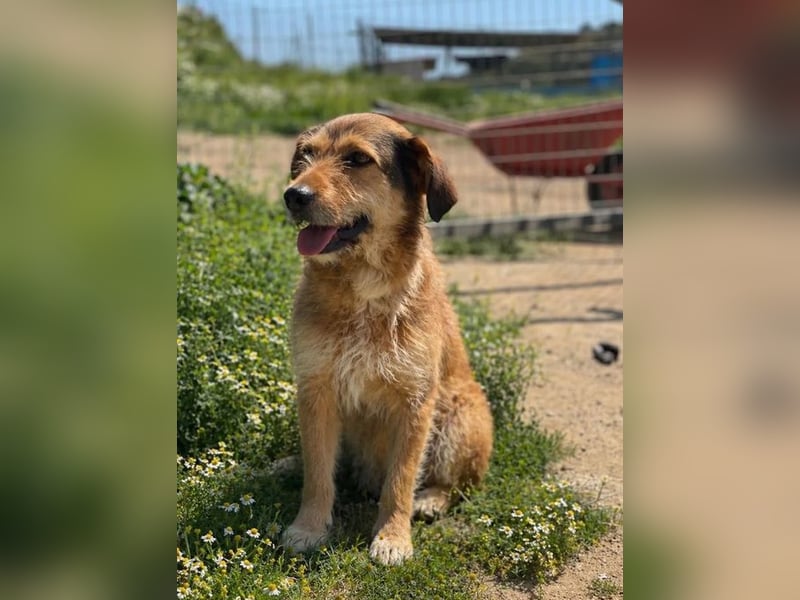 Tilda – ruhig und freundlich ❤️ Bereits auf PS in 58452 Witten!