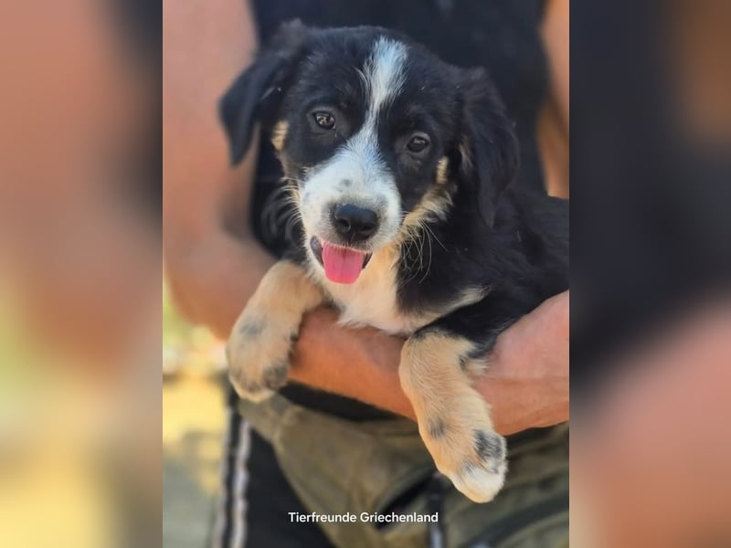 Scooby – kleiner Herzensbrecher ❤️