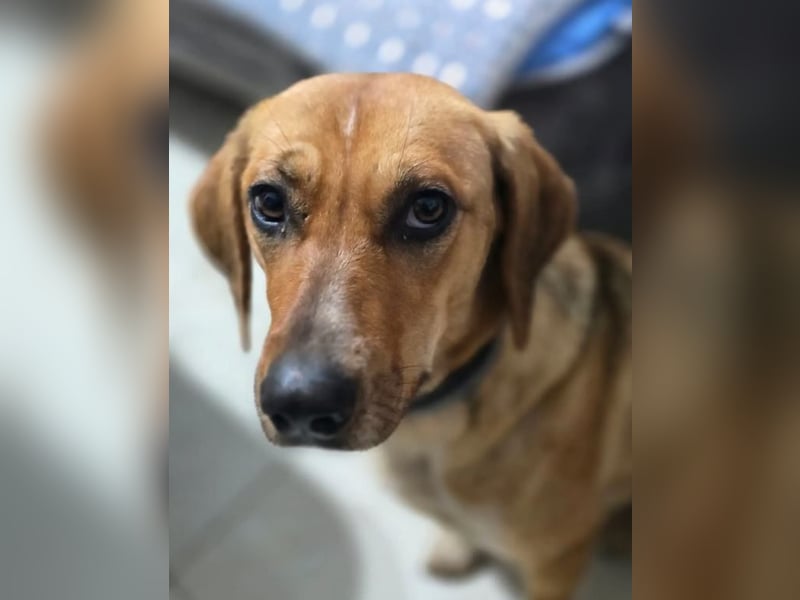 Teela – neugierige, soziale und freundliche Hündin 