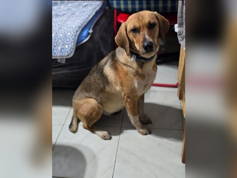 Teela – neugierige, soziale und freundliche Hündin 