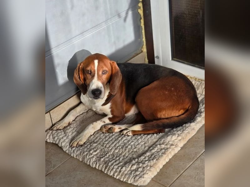 Tilly Jagdhund Mix mit großem Herz ❤️