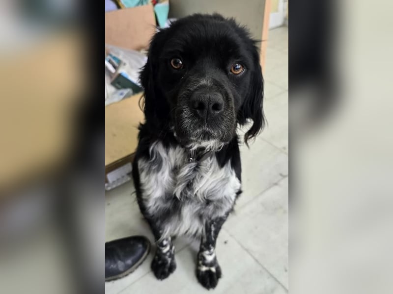 Brook – feiner Beobachter mit großem Herz 