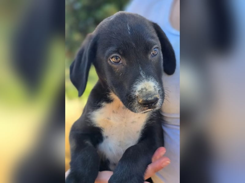 Aleko – ein kleiner Kerl mit großen Plänen ❤️
