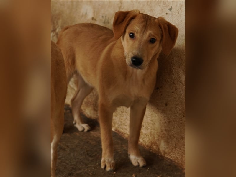 Boston, geb. ca. 07/2023, lebt in GRIECHENLAND, auf einer privaten Pflegestelle