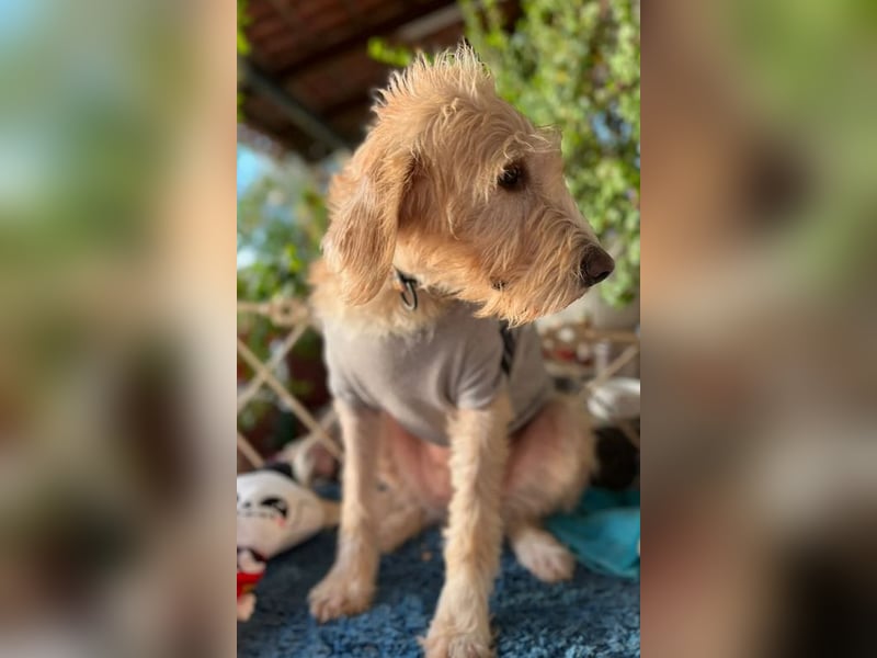 Anni - freundliches Wuschelmädchen 