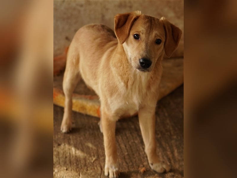 Boston, geb. ca. 07/2023, lebt in GRIECHENLAND, auf einer privaten Pflegestelle