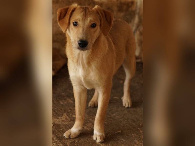 Boston, geb. ca. 07/2023, lebt in GRIECHENLAND, auf einer privaten Pflegestelle