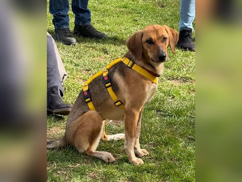 Teela – neugierige, soziale und freundliche Hündin - bereits auf PS in DE!