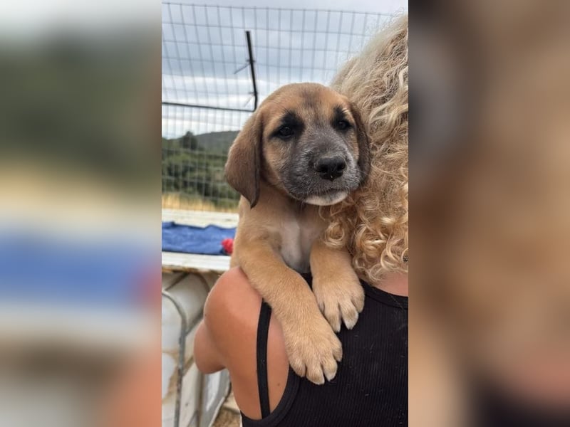 Quox – aufgeweckter Entdecker sucht sein Körbchen! 