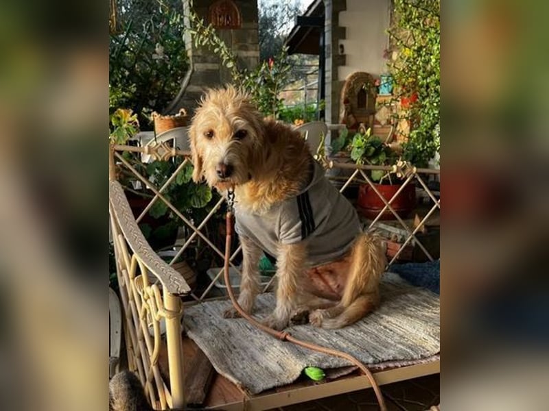 Anni - freundliches Wuschelmädchen 