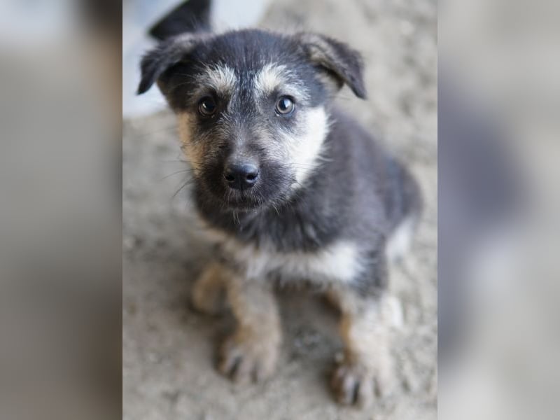 Hossam, geb. ca. 01/26 , lebt in GRIECHENLAND, auf einer privaten Pflegestelle