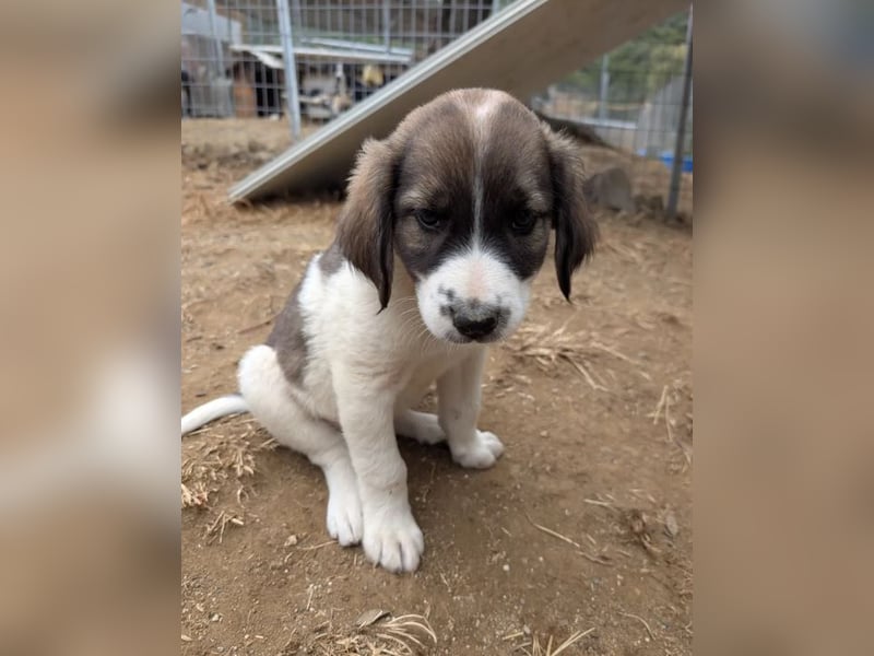 Querida – kleiner Liebling auf der Suche nach einem tollen Zuhause! ❤️