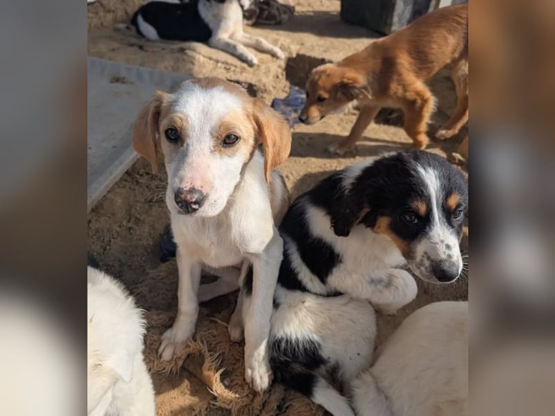 Fanni – kleines Mädchen auf der Suche nach Liebe 