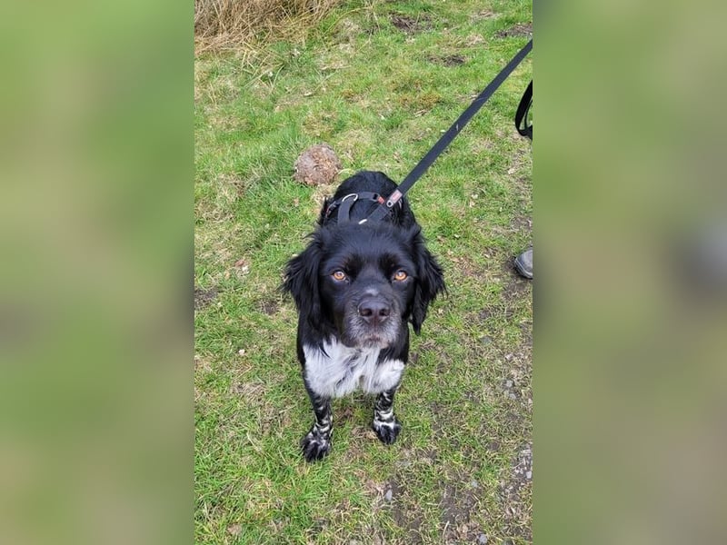 Brook – feiner Beobachter mit großem Herz, bereits auf PS in DE!