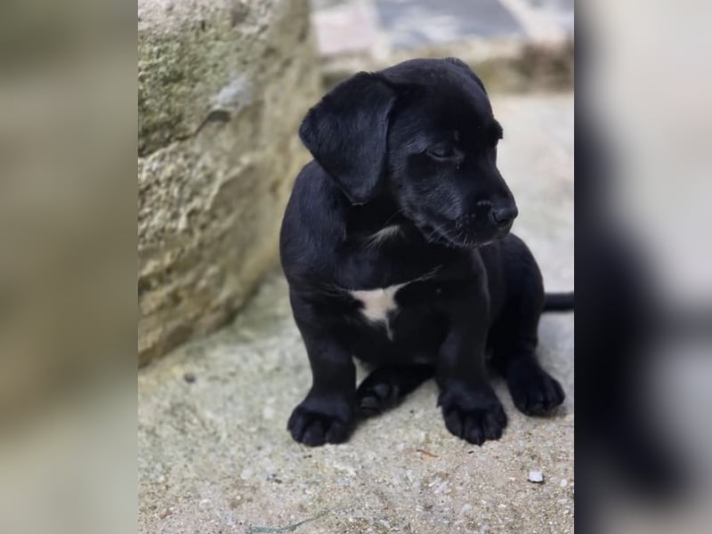 Colin – fröhlicher kleiner Hundejunge 