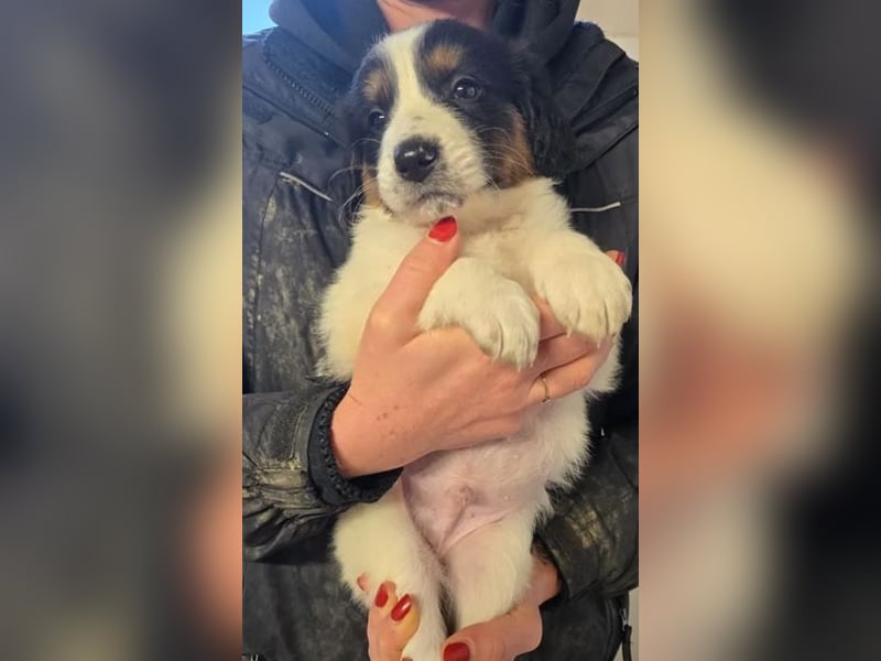 Franz – ein junger Rüde am Beginn seines Weges 