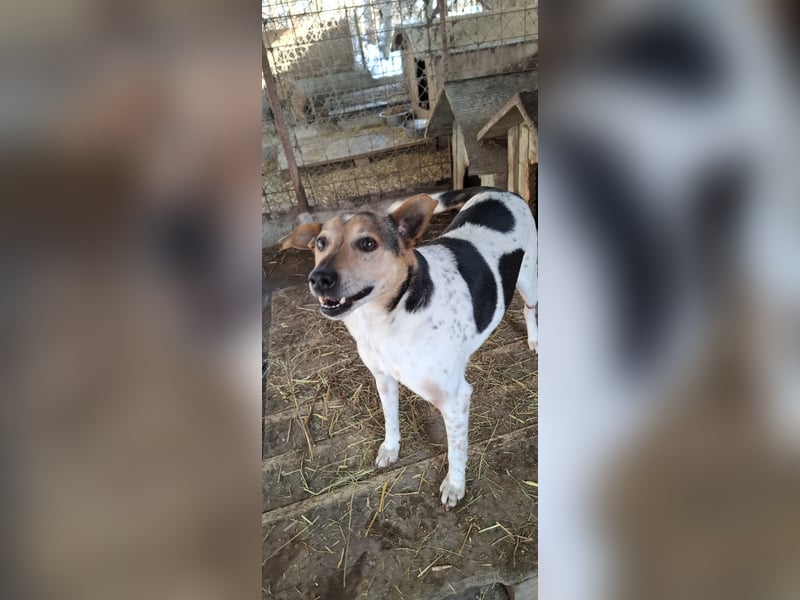 Spike  (Santuhalm-Shelter Rumänien)