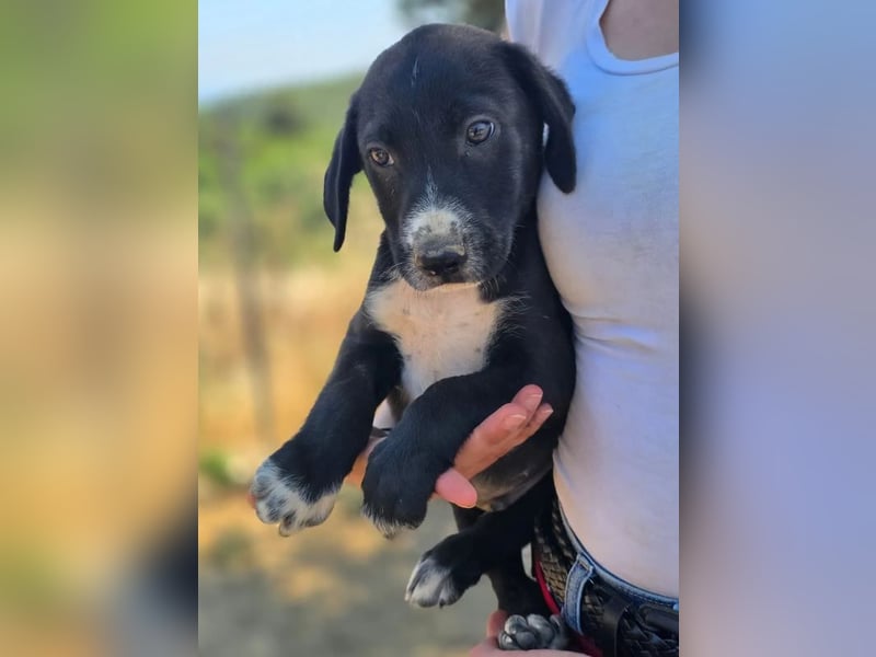Aleko – ein kleiner Kerl mit großen Plänen ❤️