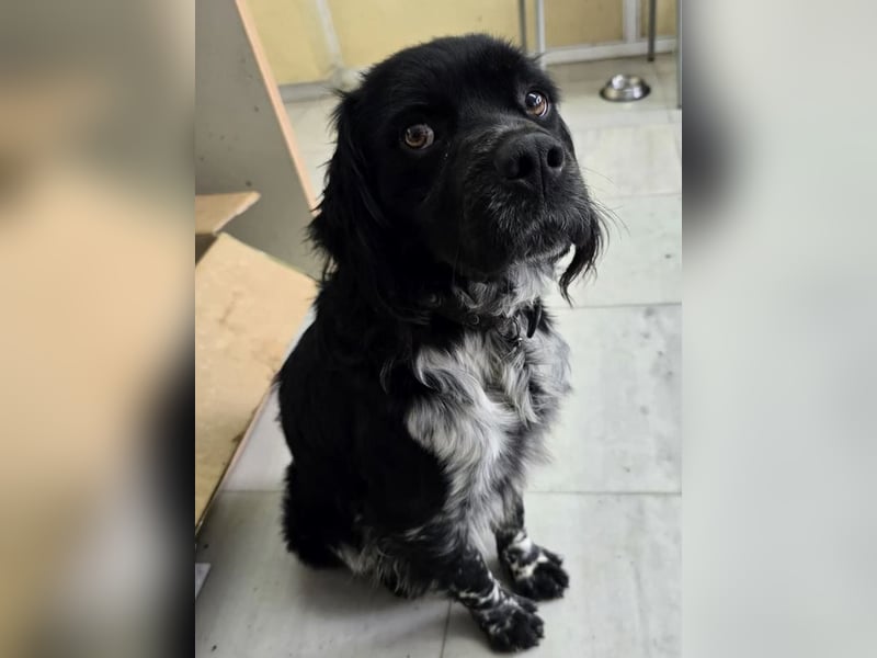 Brook – feiner Beobachter mit großem Herz 