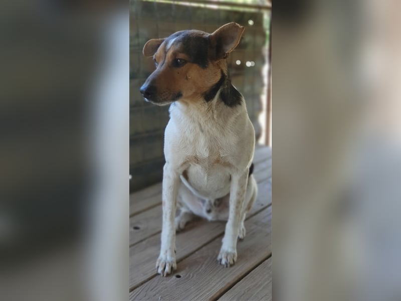 Spike  (Santuhalm-Shelter Rumänien)