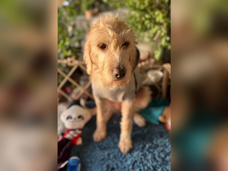 Anni - freundliches Wuschelmädchen 