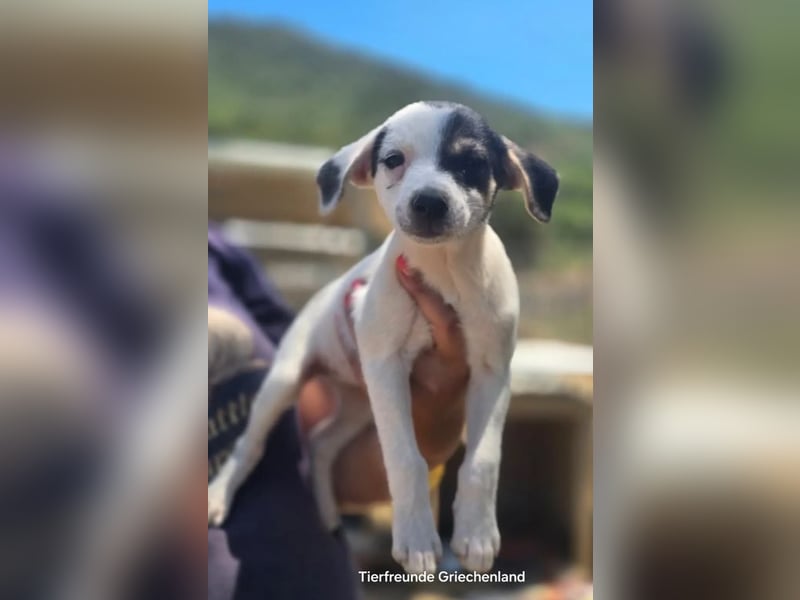 Pippa – kleines Welpenmädchen zum Verlieben!