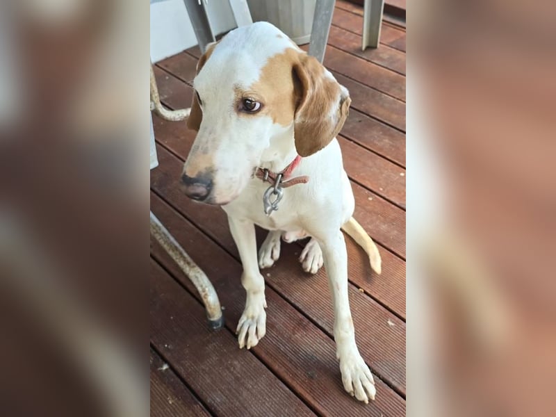 Monty – freundlicher Jagdhund Mix mit guter Laune