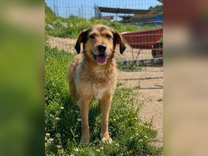 Tilda – ruhig und freundlich ❤️ Bereits auf PS in 58452 Witten!