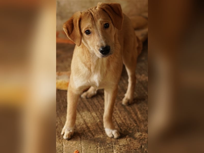 Boston, geb. ca. 07/2023, lebt in GRIECHENLAND, auf einer privaten Pflegestelle