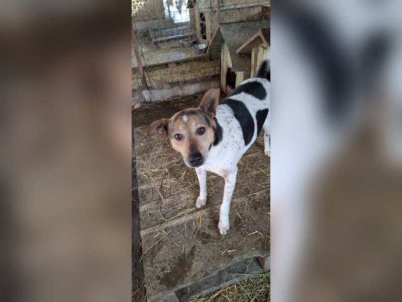 Spike  (Santuhalm-Shelter Rumänien)