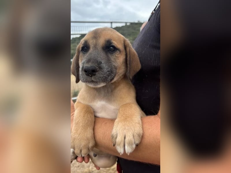Quox – aufgeweckter Entdecker sucht sein Körbchen! 