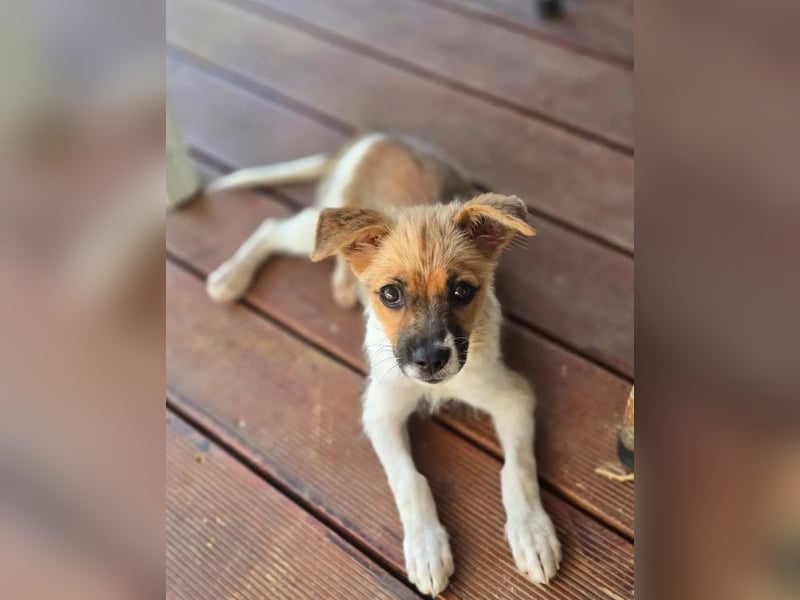 Mavy – kleine Maus mit ganz viel guter Laune ❤️