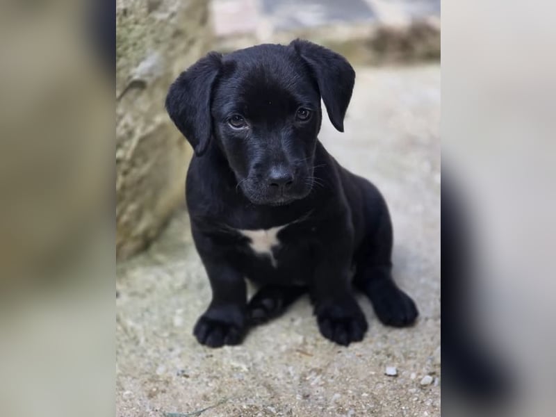 Colin – fröhlicher kleiner Hundejunge 