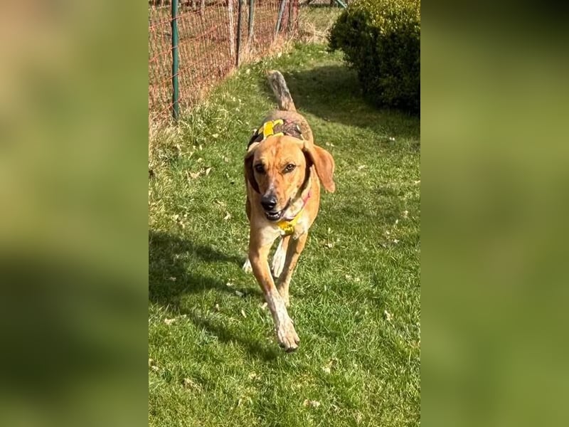 Teela – neugierige, soziale und freundliche Hündin - bereits auf PS in DE!