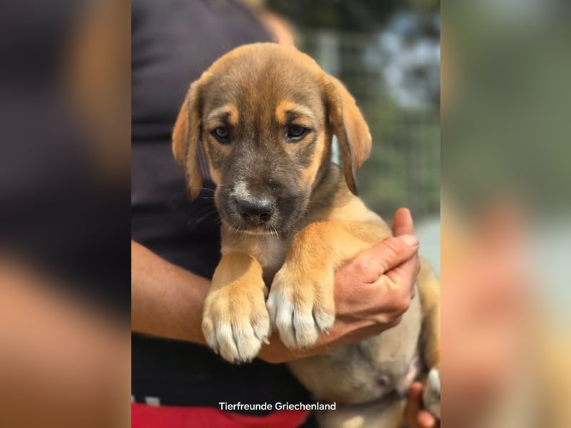 Quintus – charmanter Hundejunge 