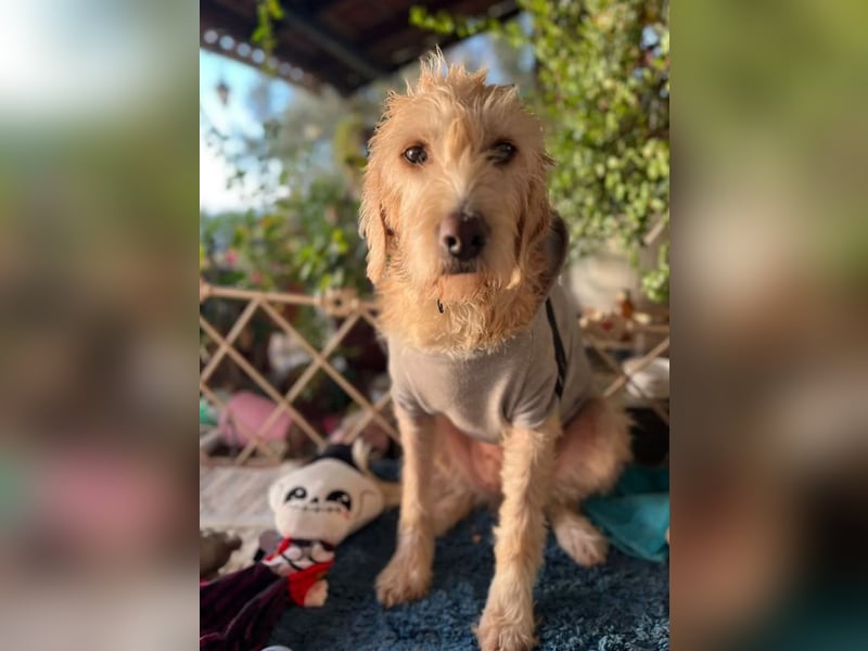 Anni - freundliches Wuschelmädchen 