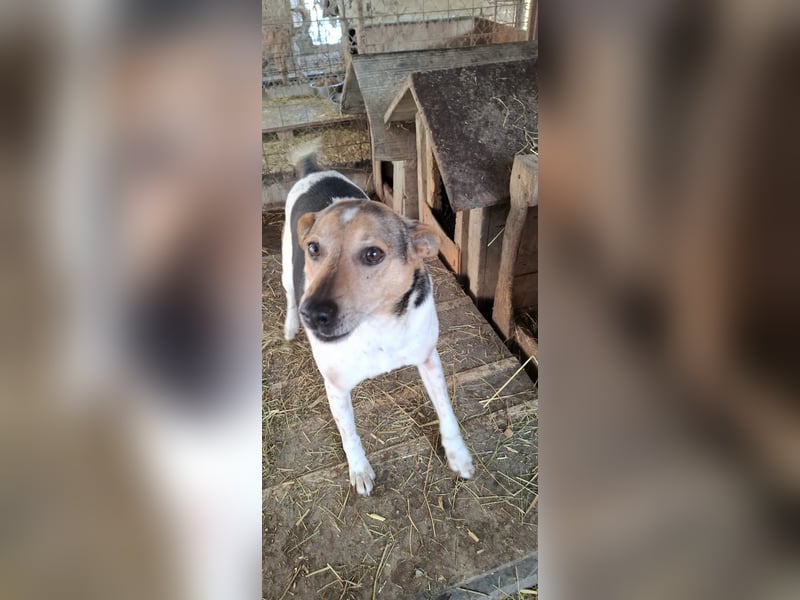 Spike  (Santuhalm-Shelter Rumänien)