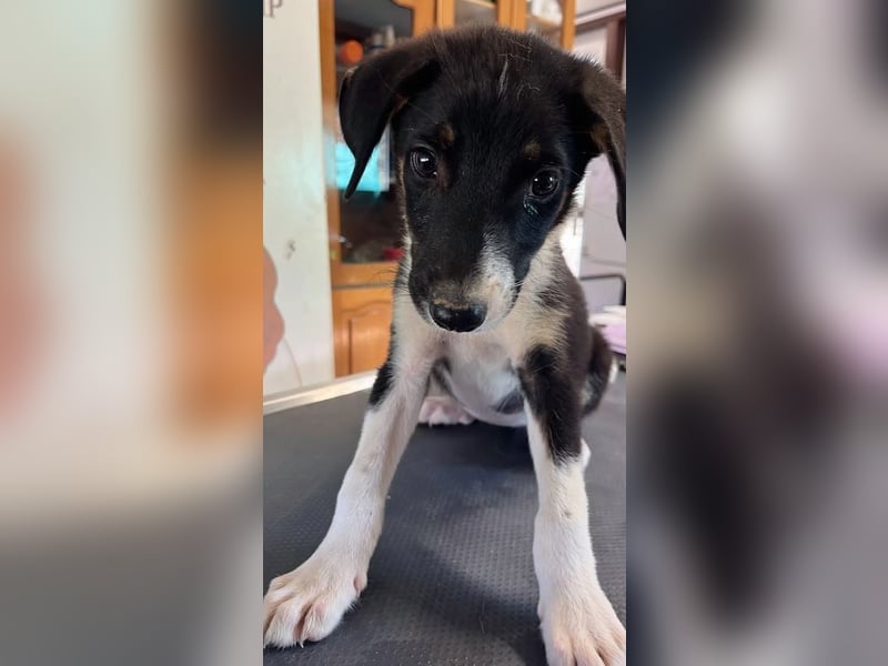 Moira - bereit für ein tolles Leben