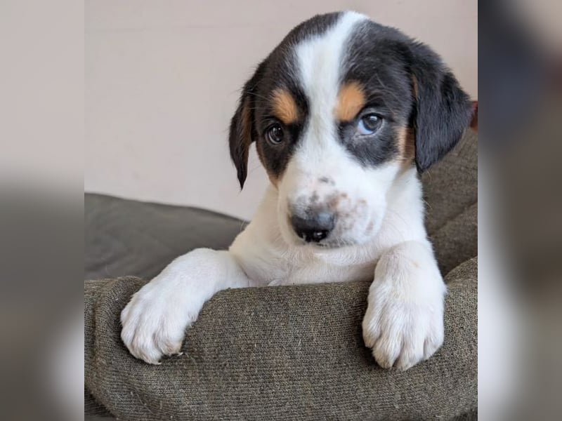 Feli – ein junger Anfang 