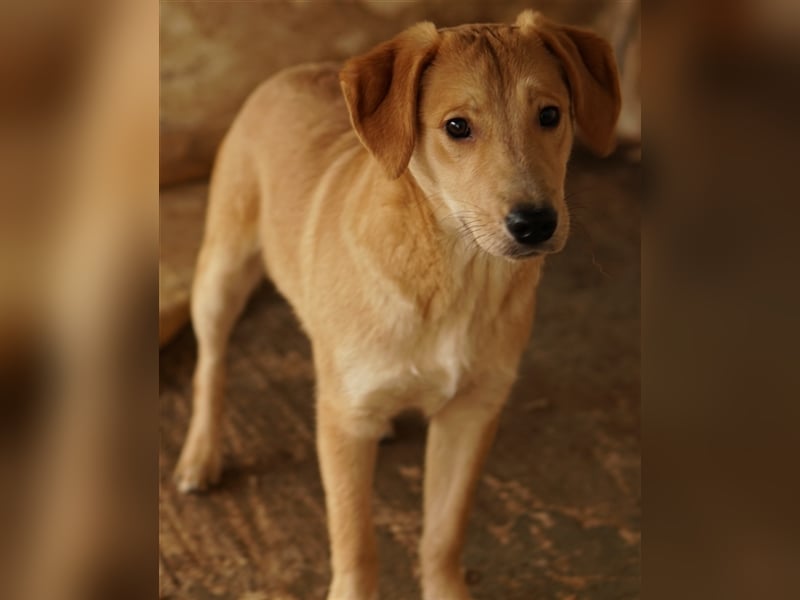 Boston, geb. ca. 07/2023, lebt in GRIECHENLAND, auf einer privaten Pflegestelle