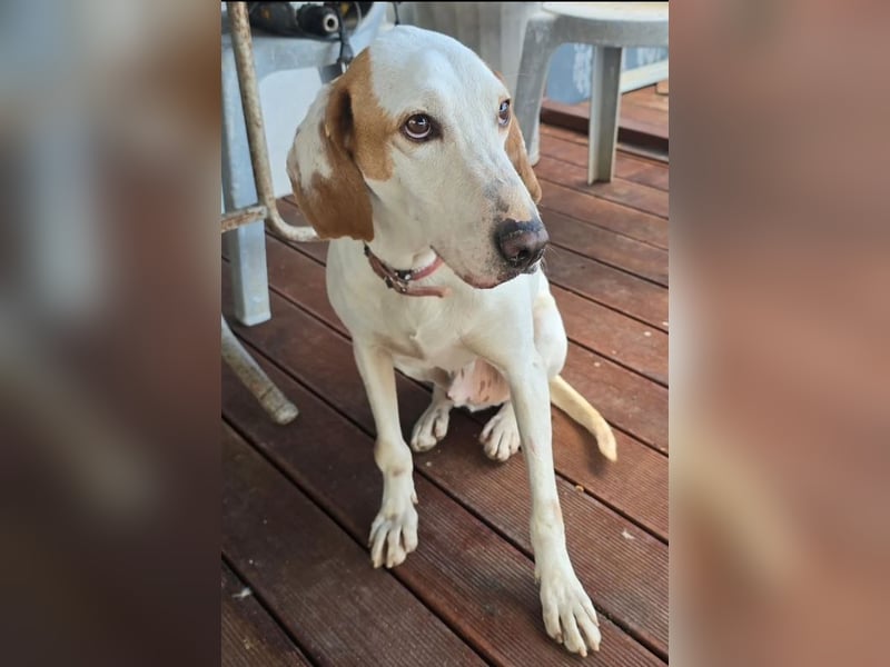 Monty – freundlicher Jagdhund Mix mit guter Laune