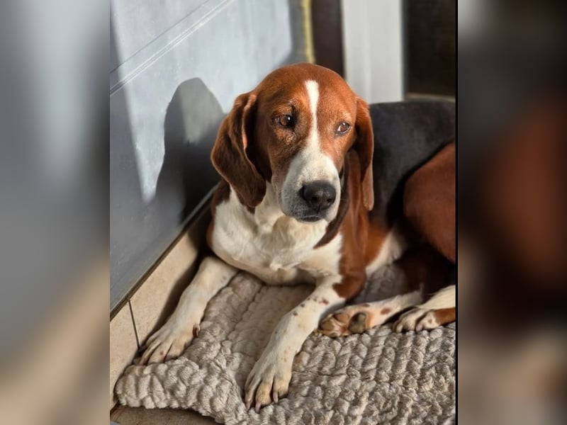 Tilly Jagdhund Mix mit großem Herz ❤️