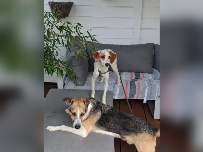 Cloe – zarte Jagdhund Mischlingshündin  Bereits auf PS in DE!