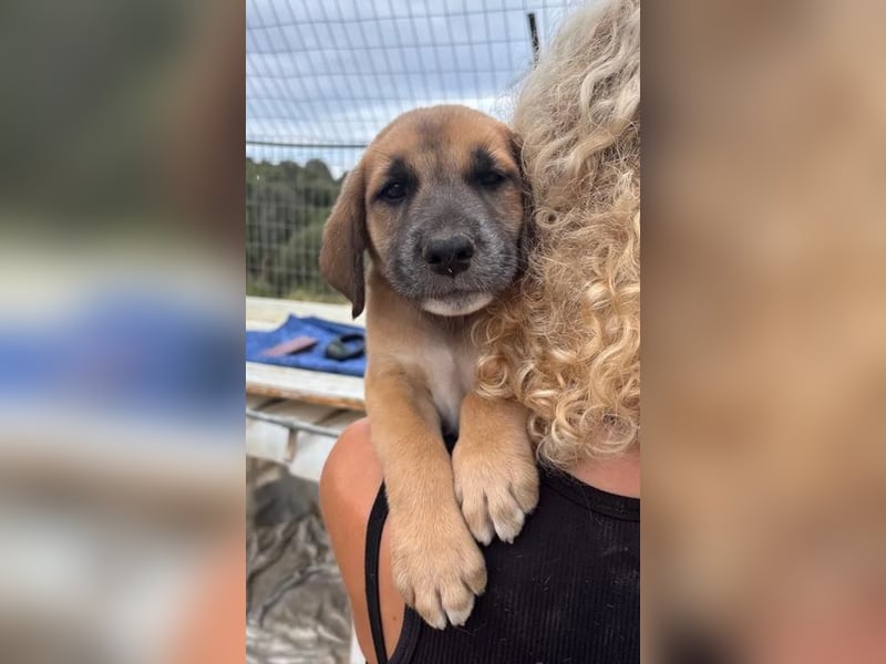 Quox – aufgeweckter Entdecker sucht sein Körbchen! 